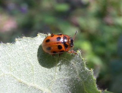 Gonioctena?